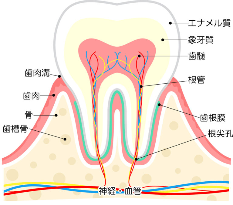 歯の神経の治療は痛い?|もりわき歯科|芦屋駅すぐの歯科・歯医者